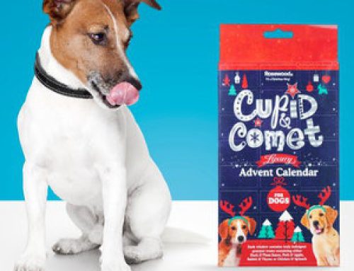 Adventskalender hund