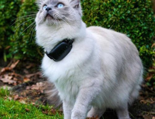 GPS-tracker till katt